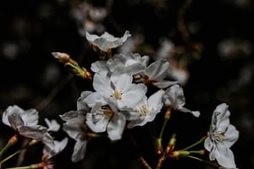 白色花朵在深色背景下绽放 花瓣舒展 花蕊清晰可见